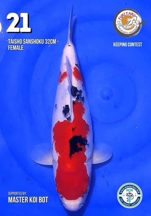 Lelang Koi Online, Jual Beli Ikan Koi, Pusat Jual Beli Koi, Info Lelang Koi Hari Ini, Platform Jual Beli Koi, Jual Beli Ikan Koi Online, Marketplace Ikan Koi, Jual Koi Terbaik, Tempat Beli Koi Berkualitas, Pasar Ikan Koi Online Terpercaya, Penjual Ikan Koi Terpercaya, Beli Koi Hias Online, Ikan Koi untuk Dijual, Koi Kualitas Terbaik, Toko Online Ikan Koi, Koi Hias Untuk Dijual, Jual Beli Ikan Koi Lokal, Koi Indonesia Online, Pusat Jual Beli Koi Terbesar