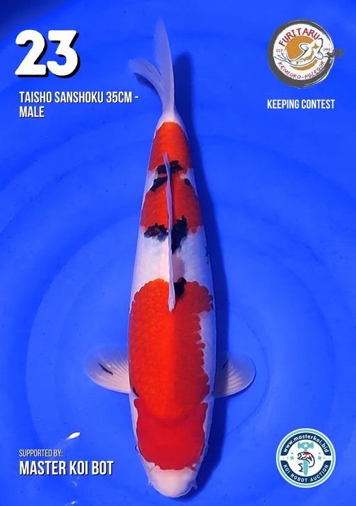 Lelang Koi Online, Jual Beli Ikan Koi, Pusat Jual Beli Koi, Info Lelang Koi Hari Ini, Platform Jual Beli Koi, Jual Beli Ikan Koi Online, Marketplace Ikan Koi, Jual Koi Terbaik, Tempat Beli Koi Berkualitas, Pasar Ikan Koi Online Terpercaya, Penjual Ikan Koi Terpercaya, Beli Koi Hias Online, Ikan Koi untuk Dijual, Koi Kualitas Terbaik, Toko Online Ikan Koi, Koi Hias Untuk Dijual, Jual Beli Ikan Koi Lokal, Koi Indonesia Online, Pusat Jual Beli Koi Terbesar