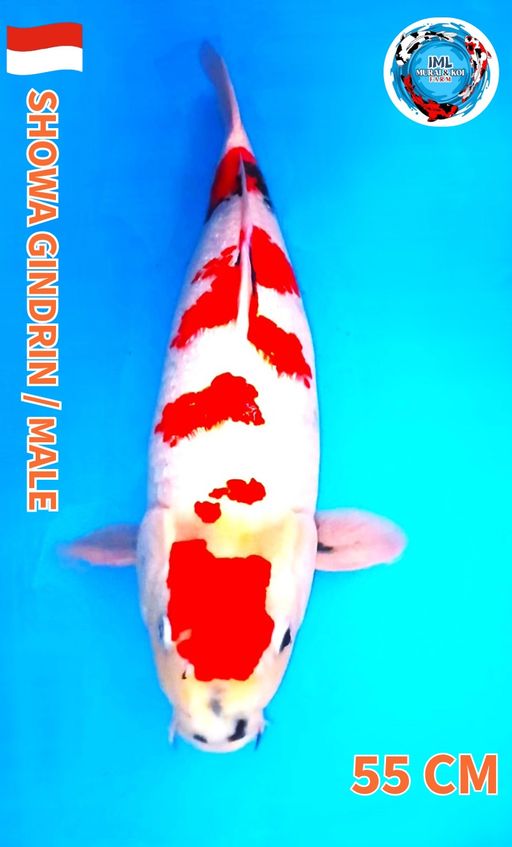 Lelang Koi Online, Jual Beli Ikan Koi, Pusat Jual Beli Koi, Info Lelang Koi Hari Ini, Platform Jual Beli Koi, Jual Beli Ikan Koi Online, Marketplace Ikan Koi, Jual Koi Terbaik, Tempat Beli Koi Berkualitas, Pasar Ikan Koi Online Terpercaya, Penjual Ikan Koi Terpercaya, Beli Koi Hias Online, Ikan Koi untuk Dijual, Koi Kualitas Terbaik, Toko Online Ikan Koi, Koi Hias Untuk Dijual, Jual Beli Ikan Koi Lokal, Koi Indonesia Online, Pusat Jual Beli Koi Terbesar