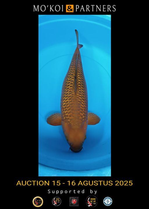 Lelang Koi Online, Jual Beli Ikan Koi, Pusat Jual Beli Koi, Info Lelang Koi Hari Ini, Platform Jual Beli Koi, Jual Beli Ikan Koi Online, Marketplace Ikan Koi, Jual Koi Terbaik, Tempat Beli Koi Berkualitas, Pasar Ikan Koi Online Terpercaya, Penjual Ikan Koi Terpercaya, Beli Koi Hias Online, Ikan Koi untuk Dijual, Koi Kualitas Terbaik, Toko Online Ikan Koi, Koi Hias Untuk Dijual, Jual Beli Ikan Koi Lokal, Koi Indonesia Online, Pusat Jual Beli Koi Terbesar