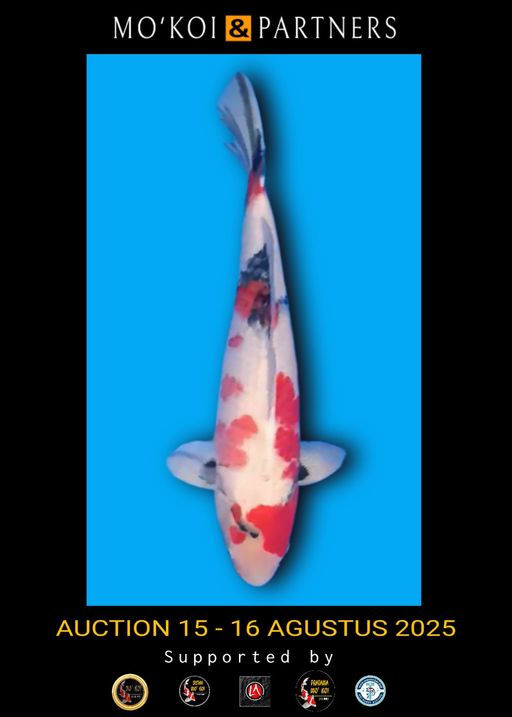 Lelang Koi Online, Jual Beli Ikan Koi, Pusat Jual Beli Koi, Info Lelang Koi Hari Ini, Platform Jual Beli Koi, Jual Beli Ikan Koi Online, Marketplace Ikan Koi, Jual Koi Terbaik, Tempat Beli Koi Berkualitas, Pasar Ikan Koi Online Terpercaya, Penjual Ikan Koi Terpercaya, Beli Koi Hias Online, Ikan Koi untuk Dijual, Koi Kualitas Terbaik, Toko Online Ikan Koi, Koi Hias Untuk Dijual, Jual Beli Ikan Koi Lokal, Koi Indonesia Online, Pusat Jual Beli Koi Terbesar