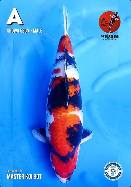 Lelang Koi Online, Jual Beli Ikan Koi, Pusat Jual Beli Koi, Info Lelang Koi Hari Ini, Platform Jual Beli Koi, Jual Beli Ikan Koi Online, Marketplace Ikan Koi, Jual Koi Terbaik, Tempat Beli Koi Berkualitas, Pasar Ikan Koi Online Terpercaya, Penjual Ikan Koi Terpercaya, Beli Koi Hias Online, Ikan Koi untuk Dijual, Koi Kualitas Terbaik, Toko Online Ikan Koi, Koi Hias Untuk Dijual, Jual Beli Ikan Koi Lokal, Koi Indonesia Online, Pusat Jual Beli Koi Terbesar