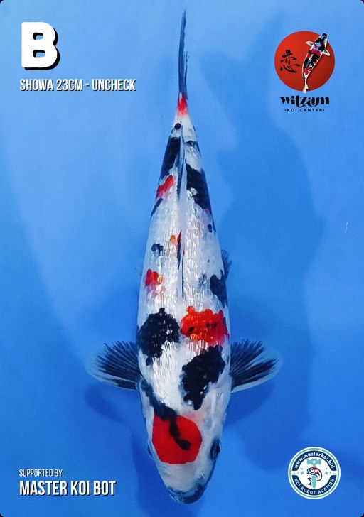 Lelang Koi Online, Jual Beli Ikan Koi, Pusat Jual Beli Koi, Info Lelang Koi Hari Ini, Platform Jual Beli Koi, Jual Beli Ikan Koi Online, Marketplace Ikan Koi, Jual Koi Terbaik, Tempat Beli Koi Berkualitas, Pasar Ikan Koi Online Terpercaya, Penjual Ikan Koi Terpercaya, Beli Koi Hias Online, Ikan Koi untuk Dijual, Koi Kualitas Terbaik, Toko Online Ikan Koi, Koi Hias Untuk Dijual, Jual Beli Ikan Koi Lokal, Koi Indonesia Online, Pusat Jual Beli Koi Terbesar