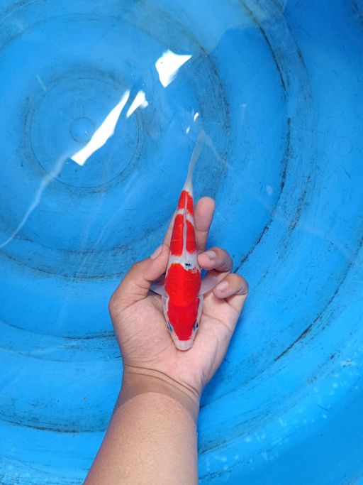 Lelang Koi Online, Jual Beli Ikan Koi, Pusat Jual Beli Koi, Info Lelang Koi Hari Ini, Platform Jual Beli Koi, Jual Beli Ikan Koi Online, Marketplace Ikan Koi, Jual Koi Terbaik, Tempat Beli Koi Berkualitas, Pasar Ikan Koi Online Terpercaya, Penjual Ikan Koi Terpercaya, Beli Koi Hias Online, Ikan Koi untuk Dijual, Koi Kualitas Terbaik, Toko Online Ikan Koi, Koi Hias Untuk Dijual, Jual Beli Ikan Koi Lokal, Koi Indonesia Online, Pusat Jual Beli Koi Terbesar
