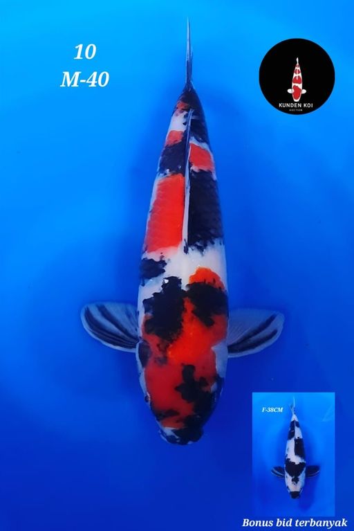 Lelang Koi Online, Jual Beli Ikan Koi, Pusat Jual Beli Koi, Info Lelang Koi Hari Ini, Platform Jual Beli Koi, Jual Beli Ikan Koi Online, Marketplace Ikan Koi, Jual Koi Terbaik, Tempat Beli Koi Berkualitas, Pasar Ikan Koi Online Terpercaya, Penjual Ikan Koi Terpercaya, Beli Koi Hias Online, Ikan Koi untuk Dijual, Koi Kualitas Terbaik, Toko Online Ikan Koi, Koi Hias Untuk Dijual, Jual Beli Ikan Koi Lokal, Koi Indonesia Online, Pusat Jual Beli Koi Terbesar