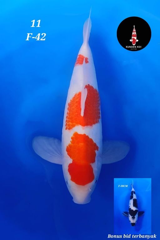 Lelang Koi Online, Jual Beli Ikan Koi, Pusat Jual Beli Koi, Info Lelang Koi Hari Ini, Platform Jual Beli Koi, Jual Beli Ikan Koi Online, Marketplace Ikan Koi, Jual Koi Terbaik, Tempat Beli Koi Berkualitas, Pasar Ikan Koi Online Terpercaya, Penjual Ikan Koi Terpercaya, Beli Koi Hias Online, Ikan Koi untuk Dijual, Koi Kualitas Terbaik, Toko Online Ikan Koi, Koi Hias Untuk Dijual, Jual Beli Ikan Koi Lokal, Koi Indonesia Online, Pusat Jual Beli Koi Terbesar