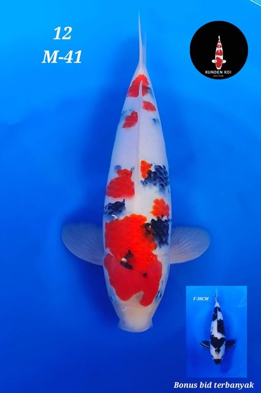 Lelang Koi Online, Jual Beli Ikan Koi, Pusat Jual Beli Koi, Info Lelang Koi Hari Ini, Platform Jual Beli Koi, Jual Beli Ikan Koi Online, Marketplace Ikan Koi, Jual Koi Terbaik, Tempat Beli Koi Berkualitas, Pasar Ikan Koi Online Terpercaya, Penjual Ikan Koi Terpercaya, Beli Koi Hias Online, Ikan Koi untuk Dijual, Koi Kualitas Terbaik, Toko Online Ikan Koi, Koi Hias Untuk Dijual, Jual Beli Ikan Koi Lokal, Koi Indonesia Online, Pusat Jual Beli Koi Terbesar