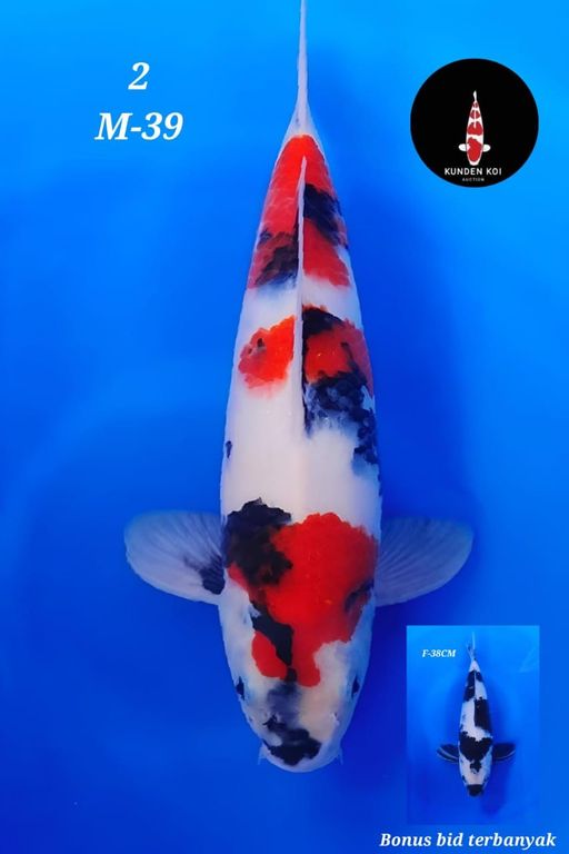 Lelang Koi Online, Jual Beli Ikan Koi, Pusat Jual Beli Koi, Info Lelang Koi Hari Ini, Platform Jual Beli Koi, Jual Beli Ikan Koi Online, Marketplace Ikan Koi, Jual Koi Terbaik, Tempat Beli Koi Berkualitas, Pasar Ikan Koi Online Terpercaya, Penjual Ikan Koi Terpercaya, Beli Koi Hias Online, Ikan Koi untuk Dijual, Koi Kualitas Terbaik, Toko Online Ikan Koi, Koi Hias Untuk Dijual, Jual Beli Ikan Koi Lokal, Koi Indonesia Online, Pusat Jual Beli Koi Terbesar