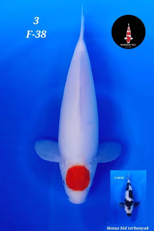 Lelang Koi Online, Jual Beli Ikan Koi, Pusat Jual Beli Koi, Info Lelang Koi Hari Ini, Platform Jual Beli Koi, Jual Beli Ikan Koi Online, Marketplace Ikan Koi, Jual Koi Terbaik, Tempat Beli Koi Berkualitas, Pasar Ikan Koi Online Terpercaya, Penjual Ikan Koi Terpercaya, Beli Koi Hias Online, Ikan Koi untuk Dijual, Koi Kualitas Terbaik, Toko Online Ikan Koi, Koi Hias Untuk Dijual, Jual Beli Ikan Koi Lokal, Koi Indonesia Online, Pusat Jual Beli Koi Terbesar
