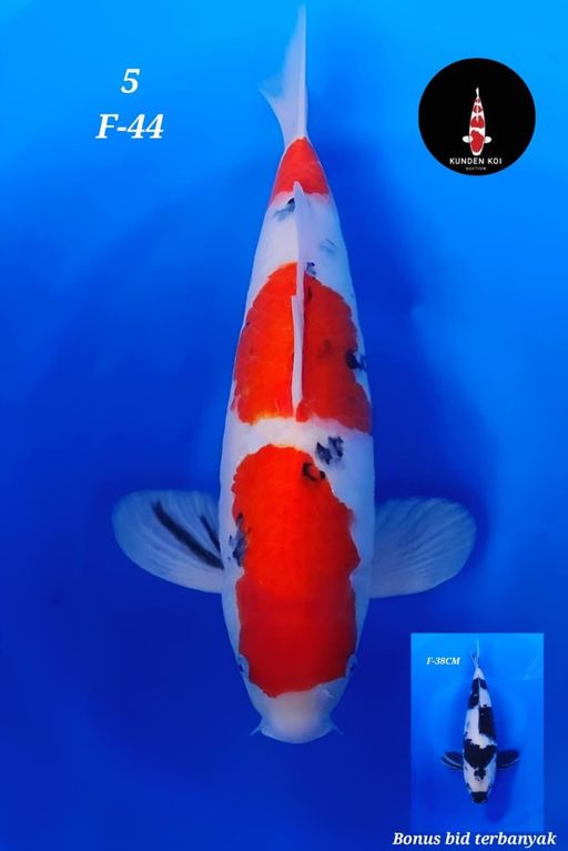 Lelang Koi Online, Jual Beli Ikan Koi, Pusat Jual Beli Koi, Info Lelang Koi Hari Ini, Platform Jual Beli Koi, Jual Beli Ikan Koi Online, Marketplace Ikan Koi, Jual Koi Terbaik, Tempat Beli Koi Berkualitas, Pasar Ikan Koi Online Terpercaya, Penjual Ikan Koi Terpercaya, Beli Koi Hias Online, Ikan Koi untuk Dijual, Koi Kualitas Terbaik, Toko Online Ikan Koi, Koi Hias Untuk Dijual, Jual Beli Ikan Koi Lokal, Koi Indonesia Online, Pusat Jual Beli Koi Terbesar