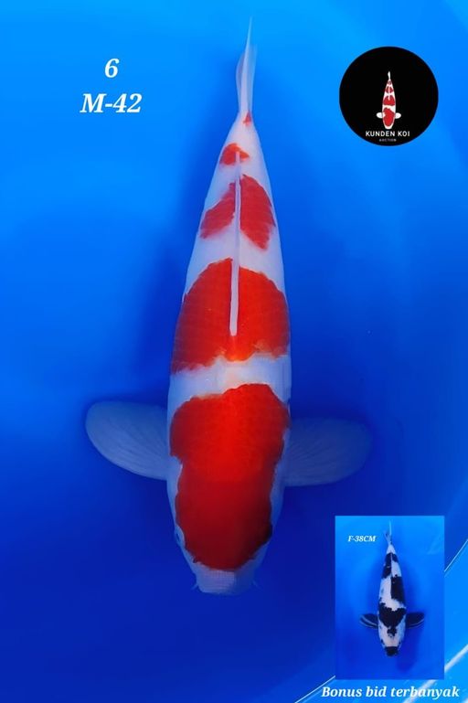 Lelang Koi Online, Jual Beli Ikan Koi, Pusat Jual Beli Koi, Info Lelang Koi Hari Ini, Platform Jual Beli Koi, Jual Beli Ikan Koi Online, Marketplace Ikan Koi, Jual Koi Terbaik, Tempat Beli Koi Berkualitas, Pasar Ikan Koi Online Terpercaya, Penjual Ikan Koi Terpercaya, Beli Koi Hias Online, Ikan Koi untuk Dijual, Koi Kualitas Terbaik, Toko Online Ikan Koi, Koi Hias Untuk Dijual, Jual Beli Ikan Koi Lokal, Koi Indonesia Online, Pusat Jual Beli Koi Terbesar