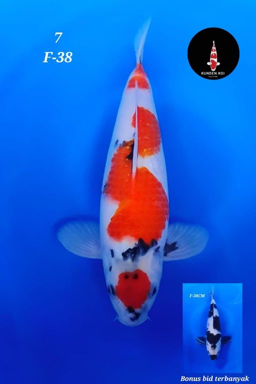Lelang Koi Online, Jual Beli Ikan Koi, Pusat Jual Beli Koi, Info Lelang Koi Hari Ini, Platform Jual Beli Koi, Jual Beli Ikan Koi Online, Marketplace Ikan Koi, Jual Koi Terbaik, Tempat Beli Koi Berkualitas, Pasar Ikan Koi Online Terpercaya, Penjual Ikan Koi Terpercaya, Beli Koi Hias Online, Ikan Koi untuk Dijual, Koi Kualitas Terbaik, Toko Online Ikan Koi, Koi Hias Untuk Dijual, Jual Beli Ikan Koi Lokal, Koi Indonesia Online, Pusat Jual Beli Koi Terbesar