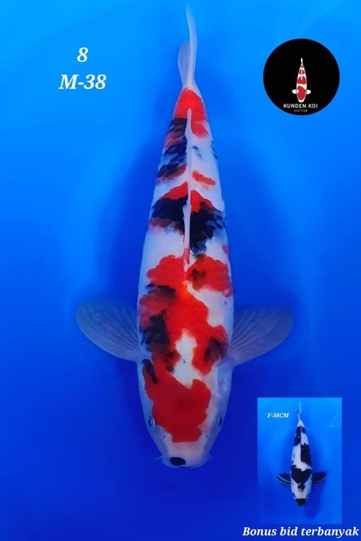 Lelang Koi Online, Jual Beli Ikan Koi, Pusat Jual Beli Koi, Info Lelang Koi Hari Ini, Platform Jual Beli Koi, Jual Beli Ikan Koi Online, Marketplace Ikan Koi, Jual Koi Terbaik, Tempat Beli Koi Berkualitas, Pasar Ikan Koi Online Terpercaya, Penjual Ikan Koi Terpercaya, Beli Koi Hias Online, Ikan Koi untuk Dijual, Koi Kualitas Terbaik, Toko Online Ikan Koi, Koi Hias Untuk Dijual, Jual Beli Ikan Koi Lokal, Koi Indonesia Online, Pusat Jual Beli Koi Terbesar