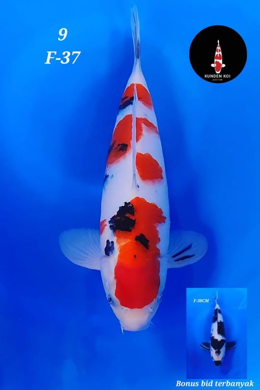 Lelang Koi Online, Jual Beli Ikan Koi, Pusat Jual Beli Koi, Info Lelang Koi Hari Ini, Platform Jual Beli Koi, Jual Beli Ikan Koi Online, Marketplace Ikan Koi, Jual Koi Terbaik, Tempat Beli Koi Berkualitas, Pasar Ikan Koi Online Terpercaya, Penjual Ikan Koi Terpercaya, Beli Koi Hias Online, Ikan Koi untuk Dijual, Koi Kualitas Terbaik, Toko Online Ikan Koi, Koi Hias Untuk Dijual, Jual Beli Ikan Koi Lokal, Koi Indonesia Online, Pusat Jual Beli Koi Terbesar