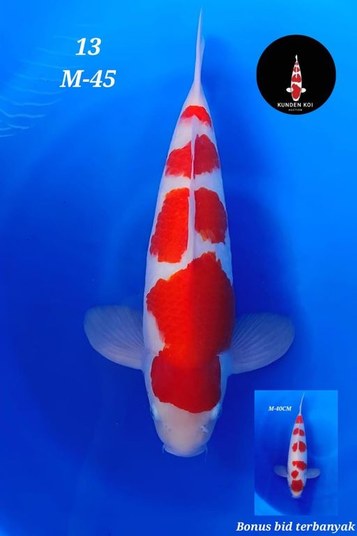 Lelang Koi Online, Jual Beli Ikan Koi, Pusat Jual Beli Koi, Info Lelang Koi Hari Ini, Platform Jual Beli Koi, Jual Beli Ikan Koi Online, Marketplace Ikan Koi, Jual Koi Terbaik, Tempat Beli Koi Berkualitas, Pasar Ikan Koi Online Terpercaya, Penjual Ikan Koi Terpercaya, Beli Koi Hias Online, Ikan Koi untuk Dijual, Koi Kualitas Terbaik, Toko Online Ikan Koi, Koi Hias Untuk Dijual, Jual Beli Ikan Koi Lokal, Koi Indonesia Online, Pusat Jual Beli Koi Terbesar