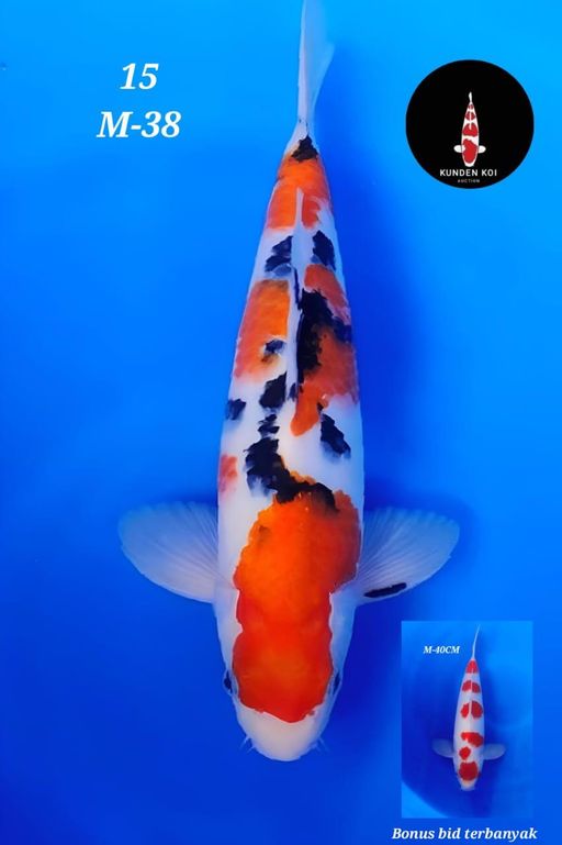 Lelang Koi Online, Jual Beli Ikan Koi, Pusat Jual Beli Koi, Info Lelang Koi Hari Ini, Platform Jual Beli Koi, Jual Beli Ikan Koi Online, Marketplace Ikan Koi, Jual Koi Terbaik, Tempat Beli Koi Berkualitas, Pasar Ikan Koi Online Terpercaya, Penjual Ikan Koi Terpercaya, Beli Koi Hias Online, Ikan Koi untuk Dijual, Koi Kualitas Terbaik, Toko Online Ikan Koi, Koi Hias Untuk Dijual, Jual Beli Ikan Koi Lokal, Koi Indonesia Online, Pusat Jual Beli Koi Terbesar