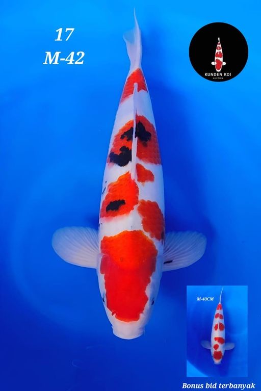 Lelang Koi Online, Jual Beli Ikan Koi, Pusat Jual Beli Koi, Info Lelang Koi Hari Ini, Platform Jual Beli Koi, Jual Beli Ikan Koi Online, Marketplace Ikan Koi, Jual Koi Terbaik, Tempat Beli Koi Berkualitas, Pasar Ikan Koi Online Terpercaya, Penjual Ikan Koi Terpercaya, Beli Koi Hias Online, Ikan Koi untuk Dijual, Koi Kualitas Terbaik, Toko Online Ikan Koi, Koi Hias Untuk Dijual, Jual Beli Ikan Koi Lokal, Koi Indonesia Online, Pusat Jual Beli Koi Terbesar