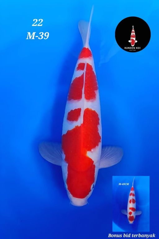 Lelang Koi Online, Jual Beli Ikan Koi, Pusat Jual Beli Koi, Info Lelang Koi Hari Ini, Platform Jual Beli Koi, Jual Beli Ikan Koi Online, Marketplace Ikan Koi, Jual Koi Terbaik, Tempat Beli Koi Berkualitas, Pasar Ikan Koi Online Terpercaya, Penjual Ikan Koi Terpercaya, Beli Koi Hias Online, Ikan Koi untuk Dijual, Koi Kualitas Terbaik, Toko Online Ikan Koi, Koi Hias Untuk Dijual, Jual Beli Ikan Koi Lokal, Koi Indonesia Online, Pusat Jual Beli Koi Terbesar
