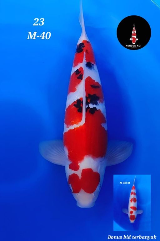 Lelang Koi Online, Jual Beli Ikan Koi, Pusat Jual Beli Koi, Info Lelang Koi Hari Ini, Platform Jual Beli Koi, Jual Beli Ikan Koi Online, Marketplace Ikan Koi, Jual Koi Terbaik, Tempat Beli Koi Berkualitas, Pasar Ikan Koi Online Terpercaya, Penjual Ikan Koi Terpercaya, Beli Koi Hias Online, Ikan Koi untuk Dijual, Koi Kualitas Terbaik, Toko Online Ikan Koi, Koi Hias Untuk Dijual, Jual Beli Ikan Koi Lokal, Koi Indonesia Online, Pusat Jual Beli Koi Terbesar