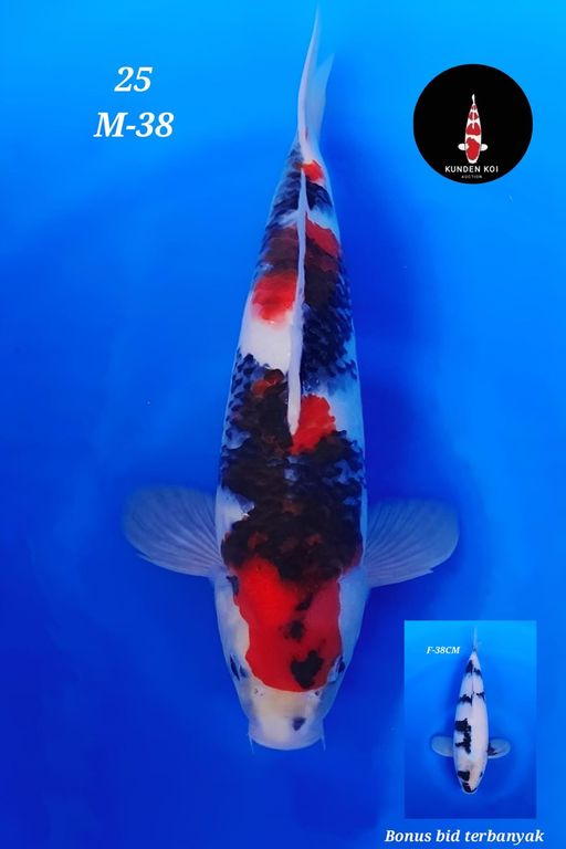 Lelang Koi Online, Jual Beli Ikan Koi, Pusat Jual Beli Koi, Info Lelang Koi Hari Ini, Platform Jual Beli Koi, Jual Beli Ikan Koi Online, Marketplace Ikan Koi, Jual Koi Terbaik, Tempat Beli Koi Berkualitas, Pasar Ikan Koi Online Terpercaya, Penjual Ikan Koi Terpercaya, Beli Koi Hias Online, Ikan Koi untuk Dijual, Koi Kualitas Terbaik, Toko Online Ikan Koi, Koi Hias Untuk Dijual, Jual Beli Ikan Koi Lokal, Koi Indonesia Online, Pusat Jual Beli Koi Terbesar