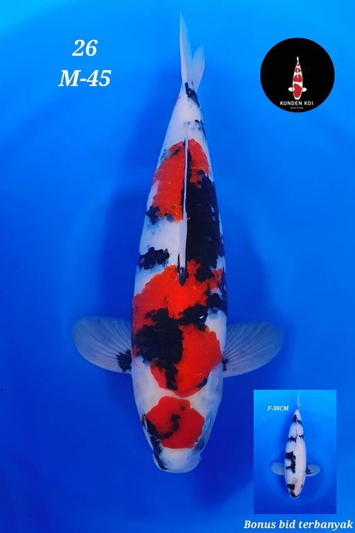Lelang Koi Online, Jual Beli Ikan Koi, Pusat Jual Beli Koi, Info Lelang Koi Hari Ini, Platform Jual Beli Koi, Jual Beli Ikan Koi Online, Marketplace Ikan Koi, Jual Koi Terbaik, Tempat Beli Koi Berkualitas, Pasar Ikan Koi Online Terpercaya, Penjual Ikan Koi Terpercaya, Beli Koi Hias Online, Ikan Koi untuk Dijual, Koi Kualitas Terbaik, Toko Online Ikan Koi, Koi Hias Untuk Dijual, Jual Beli Ikan Koi Lokal, Koi Indonesia Online, Pusat Jual Beli Koi Terbesar