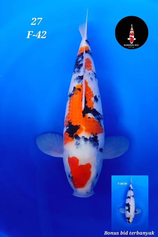 Lelang Koi Online, Jual Beli Ikan Koi, Pusat Jual Beli Koi, Info Lelang Koi Hari Ini, Platform Jual Beli Koi, Jual Beli Ikan Koi Online, Marketplace Ikan Koi, Jual Koi Terbaik, Tempat Beli Koi Berkualitas, Pasar Ikan Koi Online Terpercaya, Penjual Ikan Koi Terpercaya, Beli Koi Hias Online, Ikan Koi untuk Dijual, Koi Kualitas Terbaik, Toko Online Ikan Koi, Koi Hias Untuk Dijual, Jual Beli Ikan Koi Lokal, Koi Indonesia Online, Pusat Jual Beli Koi Terbesar