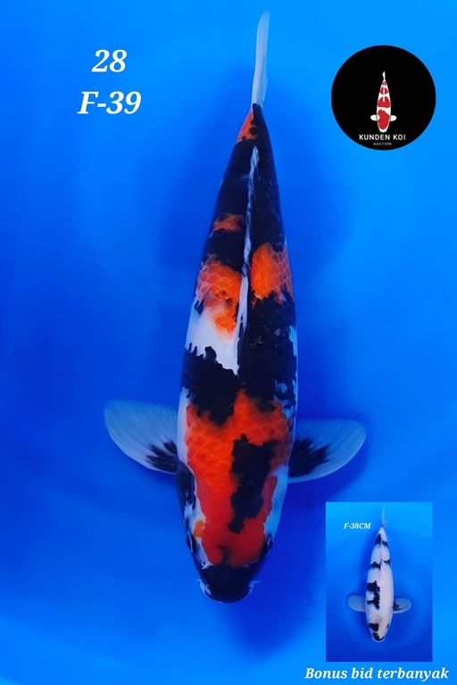 Lelang Koi Online, Jual Beli Ikan Koi, Pusat Jual Beli Koi, Info Lelang Koi Hari Ini, Platform Jual Beli Koi, Jual Beli Ikan Koi Online, Marketplace Ikan Koi, Jual Koi Terbaik, Tempat Beli Koi Berkualitas, Pasar Ikan Koi Online Terpercaya, Penjual Ikan Koi Terpercaya, Beli Koi Hias Online, Ikan Koi untuk Dijual, Koi Kualitas Terbaik, Toko Online Ikan Koi, Koi Hias Untuk Dijual, Jual Beli Ikan Koi Lokal, Koi Indonesia Online, Pusat Jual Beli Koi Terbesar