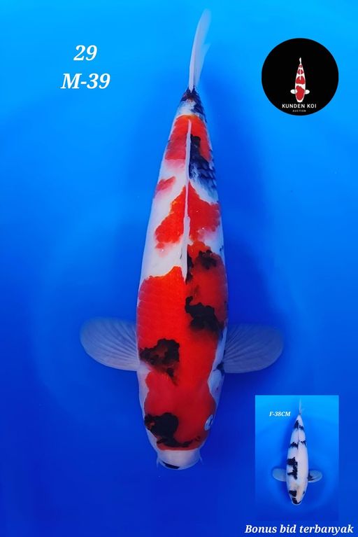 Lelang Koi Online, Jual Beli Ikan Koi, Pusat Jual Beli Koi, Info Lelang Koi Hari Ini, Platform Jual Beli Koi, Jual Beli Ikan Koi Online, Marketplace Ikan Koi, Jual Koi Terbaik, Tempat Beli Koi Berkualitas, Pasar Ikan Koi Online Terpercaya, Penjual Ikan Koi Terpercaya, Beli Koi Hias Online, Ikan Koi untuk Dijual, Koi Kualitas Terbaik, Toko Online Ikan Koi, Koi Hias Untuk Dijual, Jual Beli Ikan Koi Lokal, Koi Indonesia Online, Pusat Jual Beli Koi Terbesar
