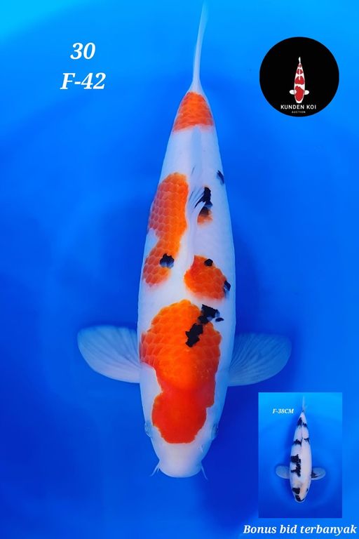 Lelang Koi Online, Jual Beli Ikan Koi, Pusat Jual Beli Koi, Info Lelang Koi Hari Ini, Platform Jual Beli Koi, Jual Beli Ikan Koi Online, Marketplace Ikan Koi, Jual Koi Terbaik, Tempat Beli Koi Berkualitas, Pasar Ikan Koi Online Terpercaya, Penjual Ikan Koi Terpercaya, Beli Koi Hias Online, Ikan Koi untuk Dijual, Koi Kualitas Terbaik, Toko Online Ikan Koi, Koi Hias Untuk Dijual, Jual Beli Ikan Koi Lokal, Koi Indonesia Online, Pusat Jual Beli Koi Terbesar
