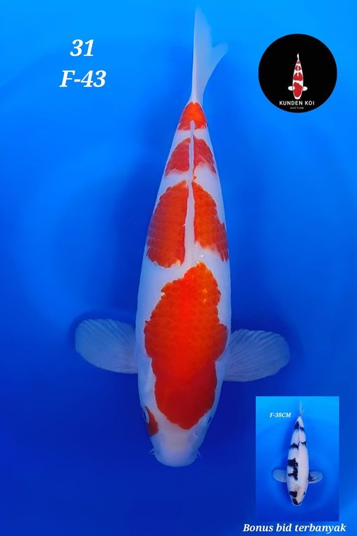 Lelang Koi Online, Jual Beli Ikan Koi, Pusat Jual Beli Koi, Info Lelang Koi Hari Ini, Platform Jual Beli Koi, Jual Beli Ikan Koi Online, Marketplace Ikan Koi, Jual Koi Terbaik, Tempat Beli Koi Berkualitas, Pasar Ikan Koi Online Terpercaya, Penjual Ikan Koi Terpercaya, Beli Koi Hias Online, Ikan Koi untuk Dijual, Koi Kualitas Terbaik, Toko Online Ikan Koi, Koi Hias Untuk Dijual, Jual Beli Ikan Koi Lokal, Koi Indonesia Online, Pusat Jual Beli Koi Terbesar