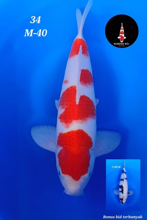 Lelang Koi Online, Jual Beli Ikan Koi, Pusat Jual Beli Koi, Info Lelang Koi Hari Ini, Platform Jual Beli Koi, Jual Beli Ikan Koi Online, Marketplace Ikan Koi, Jual Koi Terbaik, Tempat Beli Koi Berkualitas, Pasar Ikan Koi Online Terpercaya, Penjual Ikan Koi Terpercaya, Beli Koi Hias Online, Ikan Koi untuk Dijual, Koi Kualitas Terbaik, Toko Online Ikan Koi, Koi Hias Untuk Dijual, Jual Beli Ikan Koi Lokal, Koi Indonesia Online, Pusat Jual Beli Koi Terbesar
