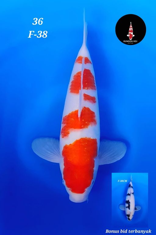 Lelang Koi Online, Jual Beli Ikan Koi, Pusat Jual Beli Koi, Info Lelang Koi Hari Ini, Platform Jual Beli Koi, Jual Beli Ikan Koi Online, Marketplace Ikan Koi, Jual Koi Terbaik, Tempat Beli Koi Berkualitas, Pasar Ikan Koi Online Terpercaya, Penjual Ikan Koi Terpercaya, Beli Koi Hias Online, Ikan Koi untuk Dijual, Koi Kualitas Terbaik, Toko Online Ikan Koi, Koi Hias Untuk Dijual, Jual Beli Ikan Koi Lokal, Koi Indonesia Online, Pusat Jual Beli Koi Terbesar