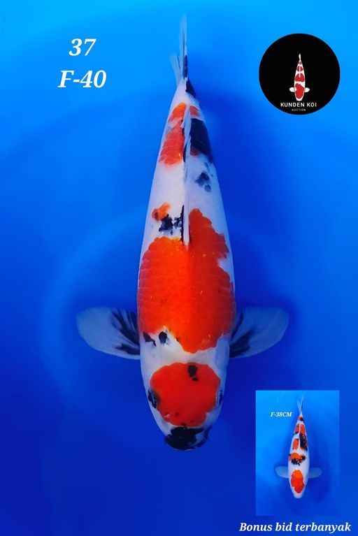 Lelang Koi Online, Jual Beli Ikan Koi, Pusat Jual Beli Koi, Info Lelang Koi Hari Ini, Platform Jual Beli Koi, Jual Beli Ikan Koi Online, Marketplace Ikan Koi, Jual Koi Terbaik, Tempat Beli Koi Berkualitas, Pasar Ikan Koi Online Terpercaya, Penjual Ikan Koi Terpercaya, Beli Koi Hias Online, Ikan Koi untuk Dijual, Koi Kualitas Terbaik, Toko Online Ikan Koi, Koi Hias Untuk Dijual, Jual Beli Ikan Koi Lokal, Koi Indonesia Online, Pusat Jual Beli Koi Terbesar