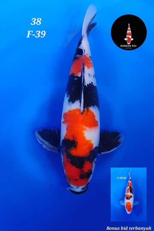 Lelang Koi Online, Jual Beli Ikan Koi, Pusat Jual Beli Koi, Info Lelang Koi Hari Ini, Platform Jual Beli Koi, Jual Beli Ikan Koi Online, Marketplace Ikan Koi, Jual Koi Terbaik, Tempat Beli Koi Berkualitas, Pasar Ikan Koi Online Terpercaya, Penjual Ikan Koi Terpercaya, Beli Koi Hias Online, Ikan Koi untuk Dijual, Koi Kualitas Terbaik, Toko Online Ikan Koi, Koi Hias Untuk Dijual, Jual Beli Ikan Koi Lokal, Koi Indonesia Online, Pusat Jual Beli Koi Terbesar