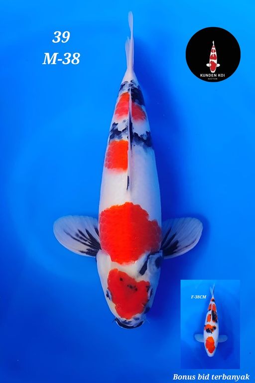 Lelang Koi Online, Jual Beli Ikan Koi, Pusat Jual Beli Koi, Info Lelang Koi Hari Ini, Platform Jual Beli Koi, Jual Beli Ikan Koi Online, Marketplace Ikan Koi, Jual Koi Terbaik, Tempat Beli Koi Berkualitas, Pasar Ikan Koi Online Terpercaya, Penjual Ikan Koi Terpercaya, Beli Koi Hias Online, Ikan Koi untuk Dijual, Koi Kualitas Terbaik, Toko Online Ikan Koi, Koi Hias Untuk Dijual, Jual Beli Ikan Koi Lokal, Koi Indonesia Online, Pusat Jual Beli Koi Terbesar