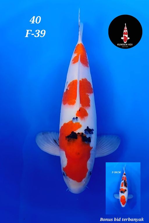 Lelang Koi Online, Jual Beli Ikan Koi, Pusat Jual Beli Koi, Info Lelang Koi Hari Ini, Platform Jual Beli Koi, Jual Beli Ikan Koi Online, Marketplace Ikan Koi, Jual Koi Terbaik, Tempat Beli Koi Berkualitas, Pasar Ikan Koi Online Terpercaya, Penjual Ikan Koi Terpercaya, Beli Koi Hias Online, Ikan Koi untuk Dijual, Koi Kualitas Terbaik, Toko Online Ikan Koi, Koi Hias Untuk Dijual, Jual Beli Ikan Koi Lokal, Koi Indonesia Online, Pusat Jual Beli Koi Terbesar