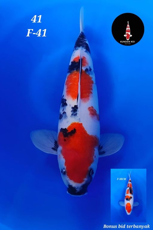 Lelang Koi Online, Jual Beli Ikan Koi, Pusat Jual Beli Koi, Info Lelang Koi Hari Ini, Platform Jual Beli Koi, Jual Beli Ikan Koi Online, Marketplace Ikan Koi, Jual Koi Terbaik, Tempat Beli Koi Berkualitas, Pasar Ikan Koi Online Terpercaya, Penjual Ikan Koi Terpercaya, Beli Koi Hias Online, Ikan Koi untuk Dijual, Koi Kualitas Terbaik, Toko Online Ikan Koi, Koi Hias Untuk Dijual, Jual Beli Ikan Koi Lokal, Koi Indonesia Online, Pusat Jual Beli Koi Terbesar