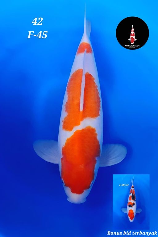 Lelang Koi Online, Jual Beli Ikan Koi, Pusat Jual Beli Koi, Info Lelang Koi Hari Ini, Platform Jual Beli Koi, Jual Beli Ikan Koi Online, Marketplace Ikan Koi, Jual Koi Terbaik, Tempat Beli Koi Berkualitas, Pasar Ikan Koi Online Terpercaya, Penjual Ikan Koi Terpercaya, Beli Koi Hias Online, Ikan Koi untuk Dijual, Koi Kualitas Terbaik, Toko Online Ikan Koi, Koi Hias Untuk Dijual, Jual Beli Ikan Koi Lokal, Koi Indonesia Online, Pusat Jual Beli Koi Terbesar