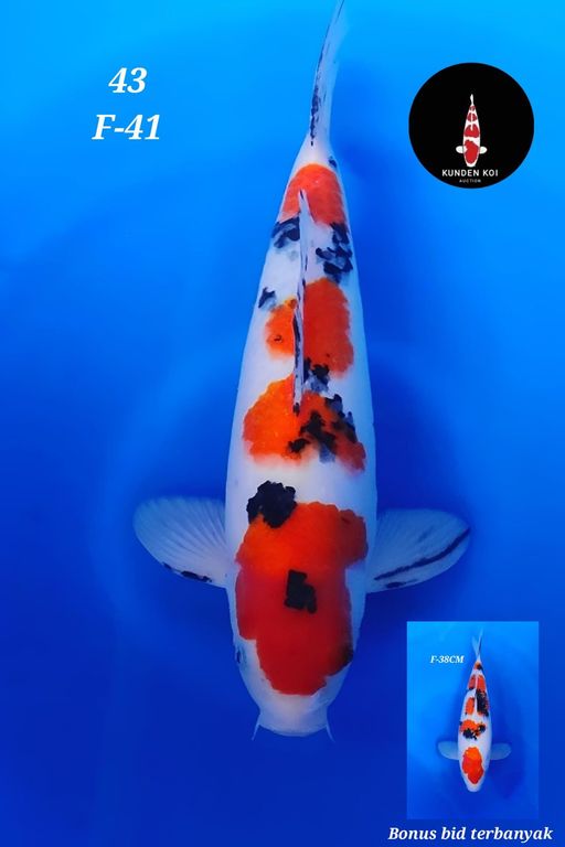 Lelang Koi Online, Jual Beli Ikan Koi, Pusat Jual Beli Koi, Info Lelang Koi Hari Ini, Platform Jual Beli Koi, Jual Beli Ikan Koi Online, Marketplace Ikan Koi, Jual Koi Terbaik, Tempat Beli Koi Berkualitas, Pasar Ikan Koi Online Terpercaya, Penjual Ikan Koi Terpercaya, Beli Koi Hias Online, Ikan Koi untuk Dijual, Koi Kualitas Terbaik, Toko Online Ikan Koi, Koi Hias Untuk Dijual, Jual Beli Ikan Koi Lokal, Koi Indonesia Online, Pusat Jual Beli Koi Terbesar