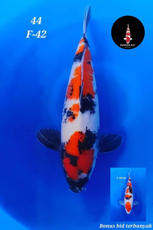 Lelang Koi Online, Jual Beli Ikan Koi, Pusat Jual Beli Koi, Info Lelang Koi Hari Ini, Platform Jual Beli Koi, Jual Beli Ikan Koi Online, Marketplace Ikan Koi, Jual Koi Terbaik, Tempat Beli Koi Berkualitas, Pasar Ikan Koi Online Terpercaya, Penjual Ikan Koi Terpercaya, Beli Koi Hias Online, Ikan Koi untuk Dijual, Koi Kualitas Terbaik, Toko Online Ikan Koi, Koi Hias Untuk Dijual, Jual Beli Ikan Koi Lokal, Koi Indonesia Online, Pusat Jual Beli Koi Terbesar