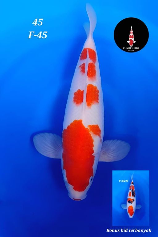 Lelang Koi Online, Jual Beli Ikan Koi, Pusat Jual Beli Koi, Info Lelang Koi Hari Ini, Platform Jual Beli Koi, Jual Beli Ikan Koi Online, Marketplace Ikan Koi, Jual Koi Terbaik, Tempat Beli Koi Berkualitas, Pasar Ikan Koi Online Terpercaya, Penjual Ikan Koi Terpercaya, Beli Koi Hias Online, Ikan Koi untuk Dijual, Koi Kualitas Terbaik, Toko Online Ikan Koi, Koi Hias Untuk Dijual, Jual Beli Ikan Koi Lokal, Koi Indonesia Online, Pusat Jual Beli Koi Terbesar