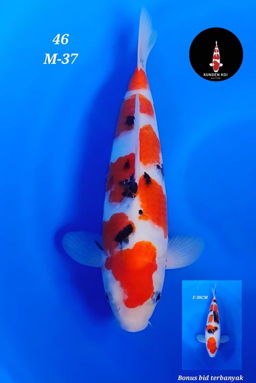 Lelang Koi Online, Jual Beli Ikan Koi, Pusat Jual Beli Koi, Info Lelang Koi Hari Ini, Platform Jual Beli Koi, Jual Beli Ikan Koi Online, Marketplace Ikan Koi, Jual Koi Terbaik, Tempat Beli Koi Berkualitas, Pasar Ikan Koi Online Terpercaya, Penjual Ikan Koi Terpercaya, Beli Koi Hias Online, Ikan Koi untuk Dijual, Koi Kualitas Terbaik, Toko Online Ikan Koi, Koi Hias Untuk Dijual, Jual Beli Ikan Koi Lokal, Koi Indonesia Online, Pusat Jual Beli Koi Terbesar