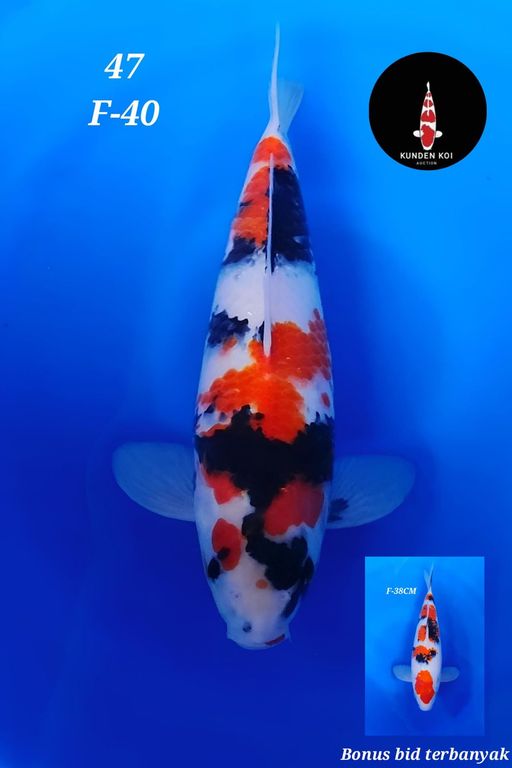 Lelang Koi Online, Jual Beli Ikan Koi, Pusat Jual Beli Koi, Info Lelang Koi Hari Ini, Platform Jual Beli Koi, Jual Beli Ikan Koi Online, Marketplace Ikan Koi, Jual Koi Terbaik, Tempat Beli Koi Berkualitas, Pasar Ikan Koi Online Terpercaya, Penjual Ikan Koi Terpercaya, Beli Koi Hias Online, Ikan Koi untuk Dijual, Koi Kualitas Terbaik, Toko Online Ikan Koi, Koi Hias Untuk Dijual, Jual Beli Ikan Koi Lokal, Koi Indonesia Online, Pusat Jual Beli Koi Terbesar