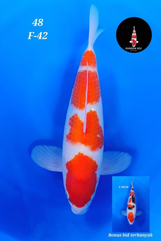 Lelang Koi Online, Jual Beli Ikan Koi, Pusat Jual Beli Koi, Info Lelang Koi Hari Ini, Platform Jual Beli Koi, Jual Beli Ikan Koi Online, Marketplace Ikan Koi, Jual Koi Terbaik, Tempat Beli Koi Berkualitas, Pasar Ikan Koi Online Terpercaya, Penjual Ikan Koi Terpercaya, Beli Koi Hias Online, Ikan Koi untuk Dijual, Koi Kualitas Terbaik, Toko Online Ikan Koi, Koi Hias Untuk Dijual, Jual Beli Ikan Koi Lokal, Koi Indonesia Online, Pusat Jual Beli Koi Terbesar