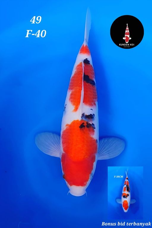 Lelang Koi Online, Jual Beli Ikan Koi, Pusat Jual Beli Koi, Info Lelang Koi Hari Ini, Platform Jual Beli Koi, Jual Beli Ikan Koi Online, Marketplace Ikan Koi, Jual Koi Terbaik, Tempat Beli Koi Berkualitas, Pasar Ikan Koi Online Terpercaya, Penjual Ikan Koi Terpercaya, Beli Koi Hias Online, Ikan Koi untuk Dijual, Koi Kualitas Terbaik, Toko Online Ikan Koi, Koi Hias Untuk Dijual, Jual Beli Ikan Koi Lokal, Koi Indonesia Online, Pusat Jual Beli Koi Terbesar
