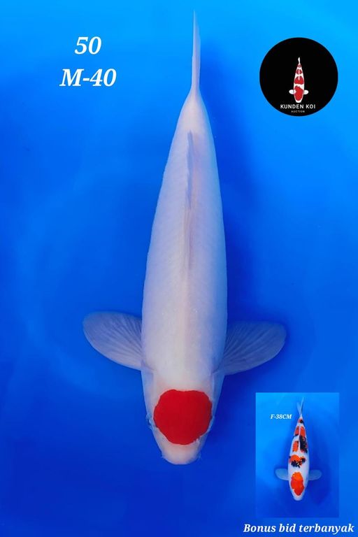 Lelang Koi Online, Jual Beli Ikan Koi, Pusat Jual Beli Koi, Info Lelang Koi Hari Ini, Platform Jual Beli Koi, Jual Beli Ikan Koi Online, Marketplace Ikan Koi, Jual Koi Terbaik, Tempat Beli Koi Berkualitas, Pasar Ikan Koi Online Terpercaya, Penjual Ikan Koi Terpercaya, Beli Koi Hias Online, Ikan Koi untuk Dijual, Koi Kualitas Terbaik, Toko Online Ikan Koi, Koi Hias Untuk Dijual, Jual Beli Ikan Koi Lokal, Koi Indonesia Online, Pusat Jual Beli Koi Terbesar