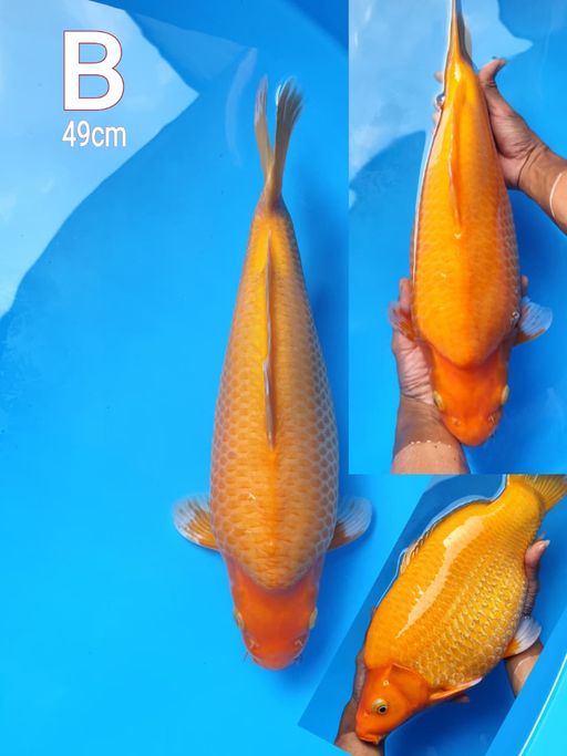 Lelang Koi Online, Jual Beli Ikan Koi, Pusat Jual Beli Koi, Info Lelang Koi Hari Ini, Platform Jual Beli Koi, Jual Beli Ikan Koi Online, Marketplace Ikan Koi, Jual Koi Terbaik, Tempat Beli Koi Berkualitas, Pasar Ikan Koi Online Terpercaya, Penjual Ikan Koi Terpercaya, Beli Koi Hias Online, Ikan Koi untuk Dijual, Koi Kualitas Terbaik, Toko Online Ikan Koi, Koi Hias Untuk Dijual, Jual Beli Ikan Koi Lokal, Koi Indonesia Online, Pusat Jual Beli Koi Terbesar