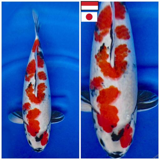 Lelang Koi Online, Jual Beli Ikan Koi, Pusat Jual Beli Koi, Info Lelang Koi Hari Ini, Platform Jual Beli Koi, Jual Beli Ikan Koi Online, Marketplace Ikan Koi, Jual Koi Terbaik, Tempat Beli Koi Berkualitas, Pasar Ikan Koi Online Terpercaya, Penjual Ikan Koi Terpercaya, Beli Koi Hias Online, Ikan Koi untuk Dijual, Koi Kualitas Terbaik, Toko Online Ikan Koi, Koi Hias Untuk Dijual, Jual Beli Ikan Koi Lokal, Koi Indonesia Online, Pusat Jual Beli Koi Terbesar