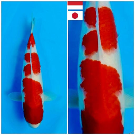 Lelang Koi Online, Jual Beli Ikan Koi, Pusat Jual Beli Koi, Info Lelang Koi Hari Ini, Platform Jual Beli Koi, Jual Beli Ikan Koi Online, Marketplace Ikan Koi, Jual Koi Terbaik, Tempat Beli Koi Berkualitas, Pasar Ikan Koi Online Terpercaya, Penjual Ikan Koi Terpercaya, Beli Koi Hias Online, Ikan Koi untuk Dijual, Koi Kualitas Terbaik, Toko Online Ikan Koi, Koi Hias Untuk Dijual, Jual Beli Ikan Koi Lokal, Koi Indonesia Online, Pusat Jual Beli Koi Terbesar