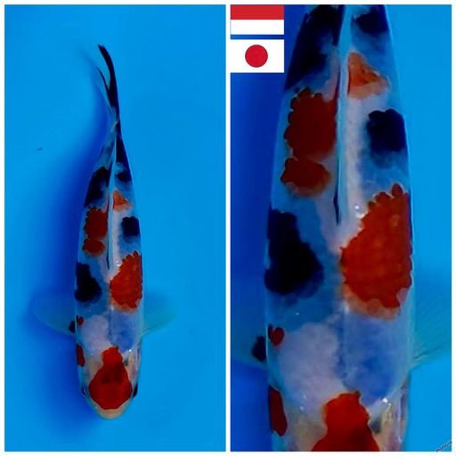 Lelang Koi Online, Jual Beli Ikan Koi, Pusat Jual Beli Koi, Info Lelang Koi Hari Ini, Platform Jual Beli Koi, Jual Beli Ikan Koi Online, Marketplace Ikan Koi, Jual Koi Terbaik, Tempat Beli Koi Berkualitas, Pasar Ikan Koi Online Terpercaya, Penjual Ikan Koi Terpercaya, Beli Koi Hias Online, Ikan Koi untuk Dijual, Koi Kualitas Terbaik, Toko Online Ikan Koi, Koi Hias Untuk Dijual, Jual Beli Ikan Koi Lokal, Koi Indonesia Online, Pusat Jual Beli Koi Terbesar